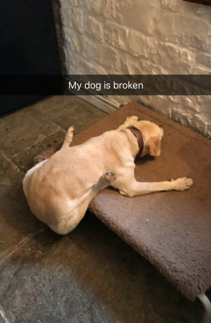 Funny Dogs Who Took Being Weird To A Whole Another Dimension Funny Dogs Who Took Being Weird To A Whole Another Dimension