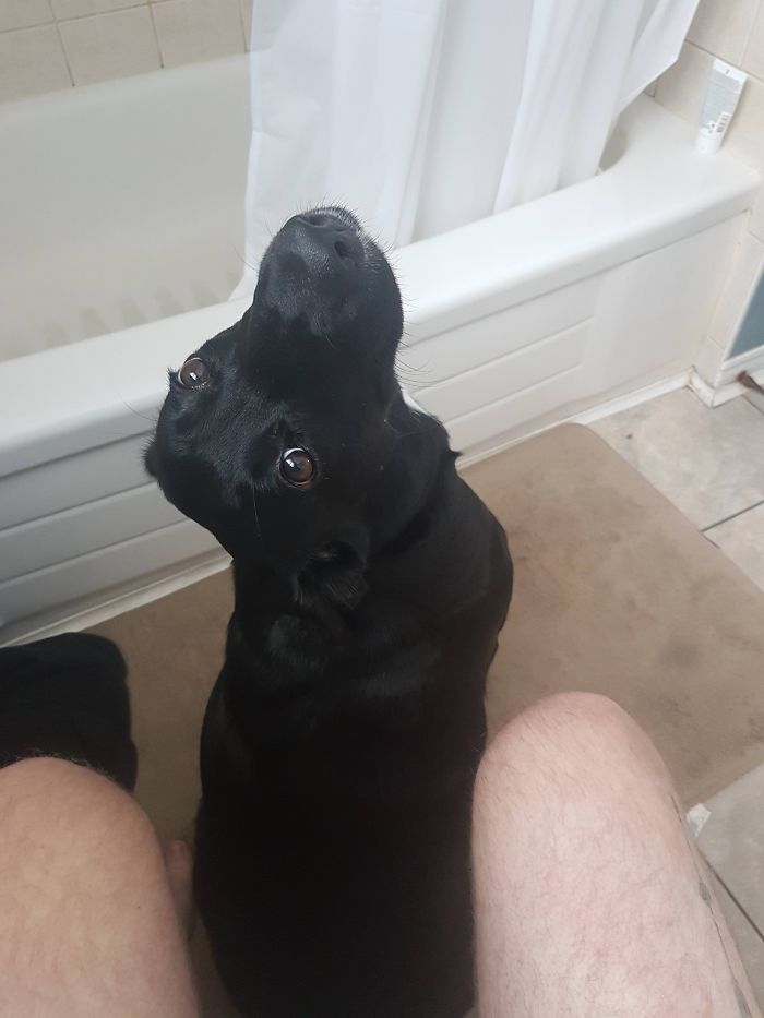 Funny Dogs Who Took Being Weird To A Whole Another Dimension Funny Dogs Who Took Being Weird To A Whole Another Dimension