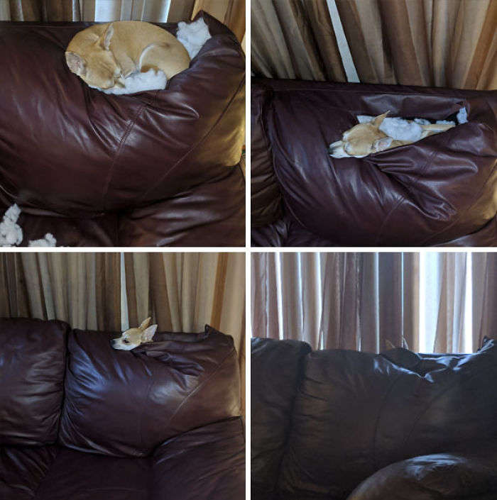 Funny Dogs Who Took Being Weird To A Whole Another Dimension Funny Dogs Who Took Being Weird To A Whole Another Dimension