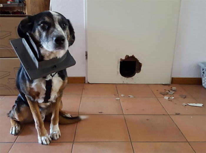 Funny Dogs Who Took Being Weird To A Whole Another Dimension Funny Dogs Who Took Being Weird To A Whole Another Dimension