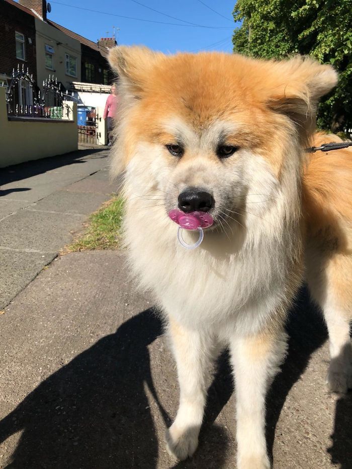 Funny Dogs Who Took Being Weird To A Whole Another Dimension Funny Dogs Who Took Being Weird To A Whole Another Dimension