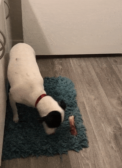 Funny Dogs Who Took Being Weird To A Whole Another Dimension Funny Dogs Who Took Being Weird To A Whole Another Dimension