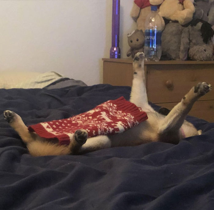 Funny Dogs Who Took Being Weird To A Whole Another Dimension Funny Dogs Who Took Being Weird To A Whole Another Dimension