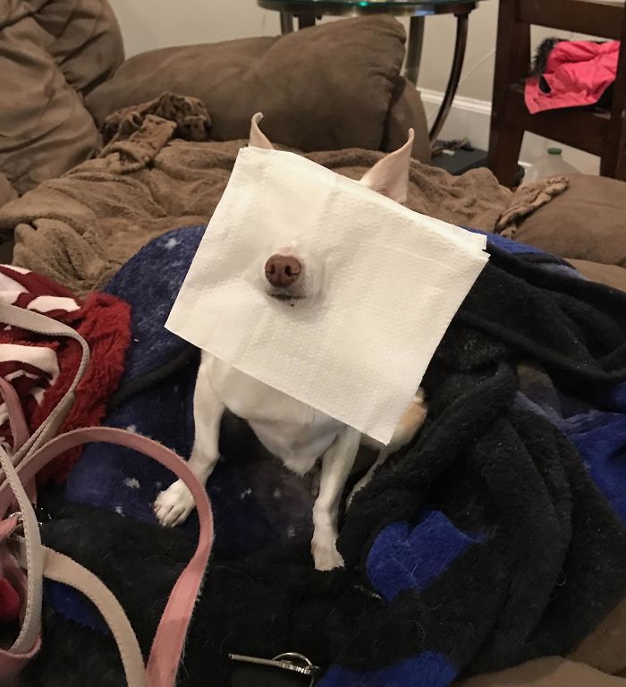 Funny Dogs Who Took Being Weird To A Whole Another Dimension Funny Dogs Who Took Being Weird To A Whole Another Dimension