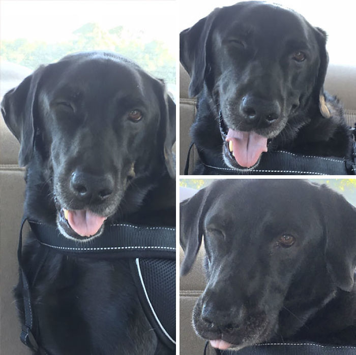 Funny Dogs Who Took Being Weird To A Whole Another Dimension Funny Dogs Who Took Being Weird To A Whole Another Dimension