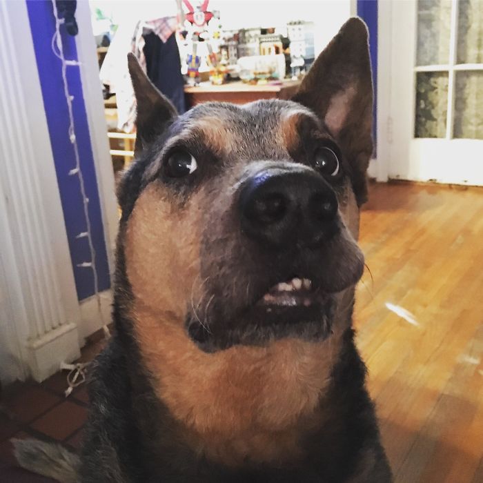 Funny Dogs Who Took Being Weird To A Whole Another Dimension Funny Dogs Who Took Being Weird To A Whole Another Dimension