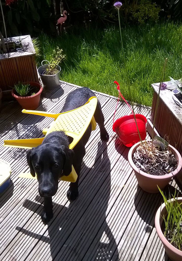 Funny Dogs Who Took Being Weird To A Whole Another Dimension Funny Dogs Who Took Being Weird To A Whole Another Dimension