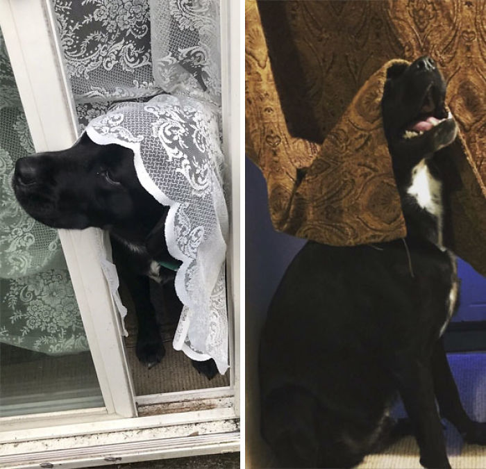 Funny Dogs Who Took Being Weird To A Whole Another Dimension Funny Dogs Who Took Being Weird To A Whole Another Dimension