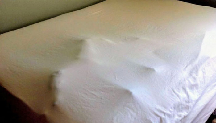 Funny Dogs Who Took Being Weird To A Whole Another Dimension Funny Dogs Who Took Being Weird To A Whole Another Dimension