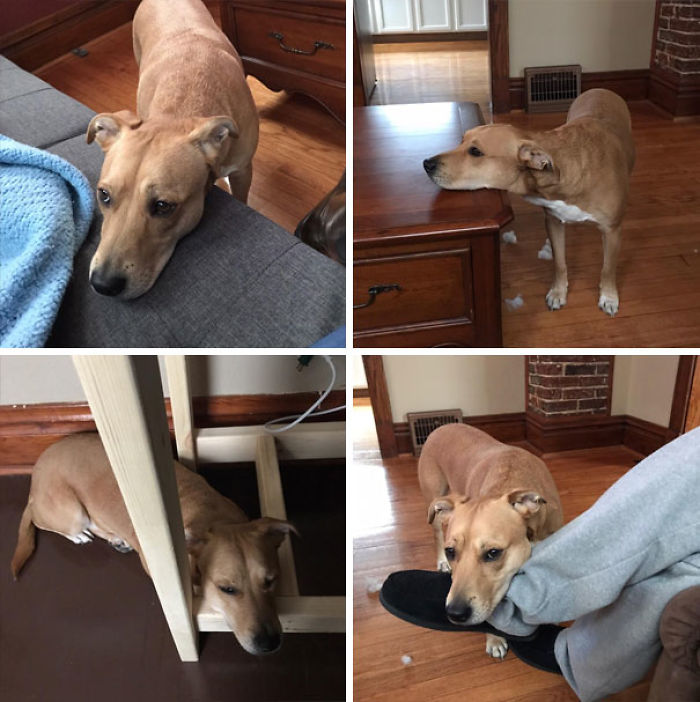 Funny Dogs Who Took Being Weird To A Whole Another Dimension Funny Dogs Who Took Being Weird To A Whole Another Dimension