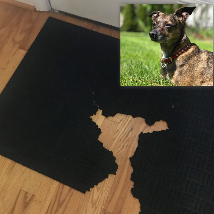 Funny Dogs Who Took Being Weird To A Whole Another Dimension Funny Dogs Who Took Being Weird To A Whole Another Dimension