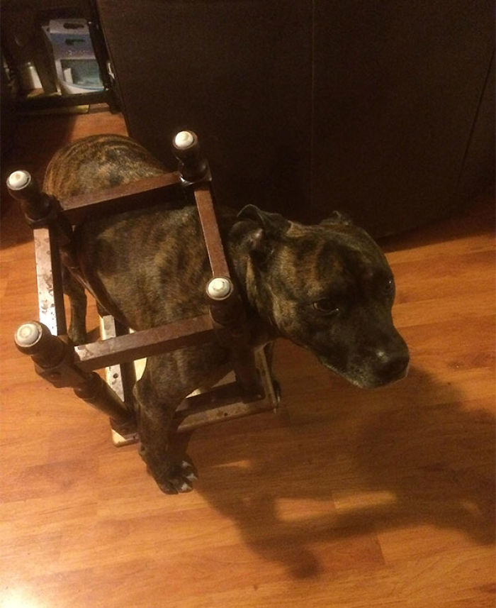 Funny Dogs Who Took Being Weird To A Whole Another Dimension Funny Dogs Who Took Being Weird To A Whole Another Dimension