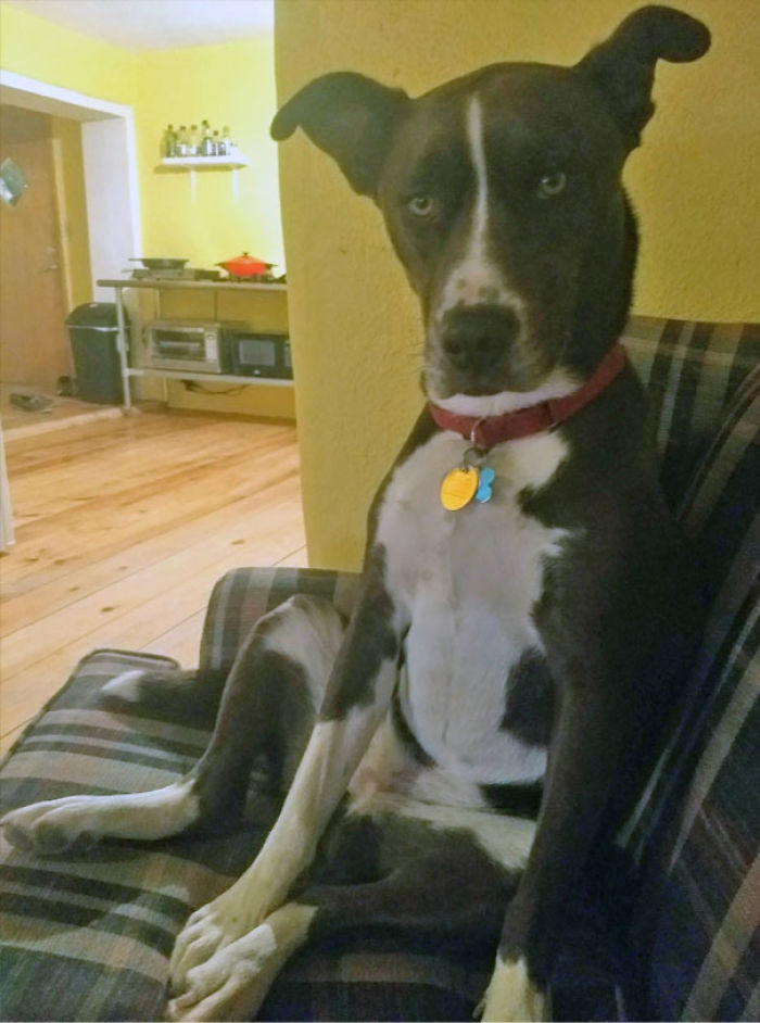 Funny Dogs Who Took Being Weird To A Whole Another Dimension Funny Dogs Who Took Being Weird To A Whole Another Dimension