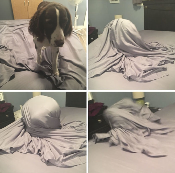 Funny Dogs Who Took Being Weird To A Whole Another Dimension Funny Dogs Who Took Being Weird To A Whole Another Dimension