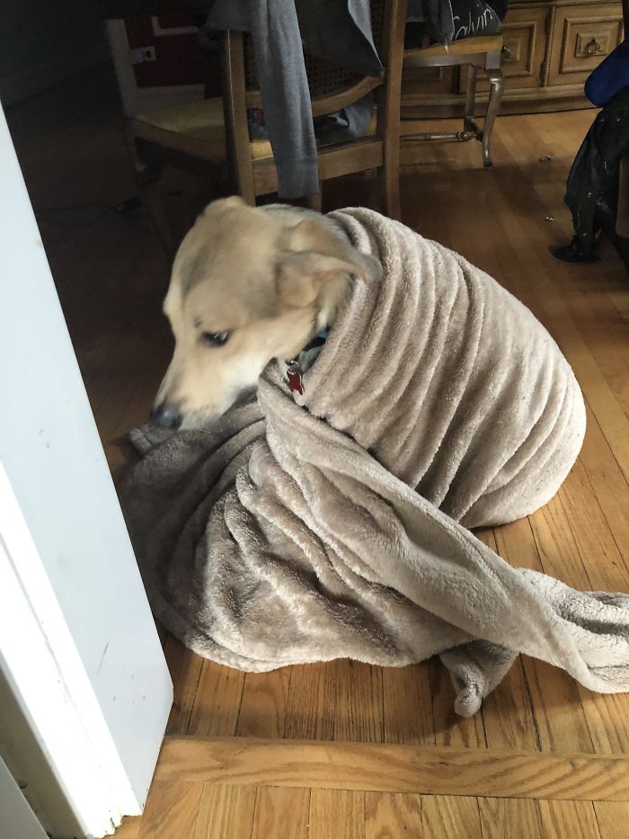 Funny Dogs Who Took Being Weird To A Whole Another Dimension Funny Dogs Who Took Being Weird To A Whole Another Dimension