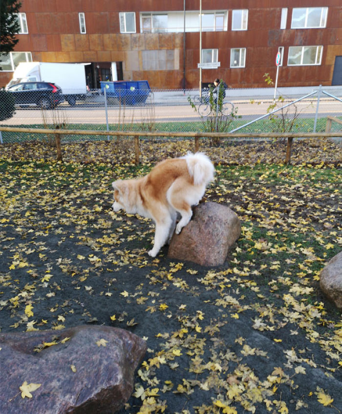 Funny Dogs Who Took Being Weird To A Whole Another Dimension Funny Dogs Who Took Being Weird To A Whole Another Dimension