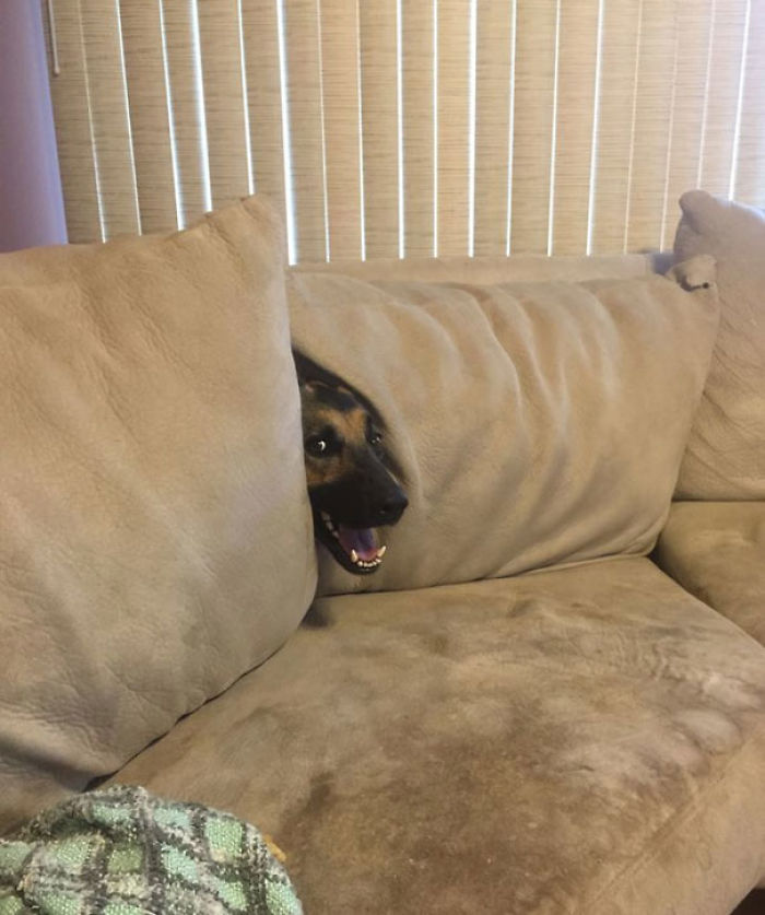 Funny Dogs Who Took Being Weird To A Whole Another Dimension Funny Dogs Who Took Being Weird To A Whole Another Dimension