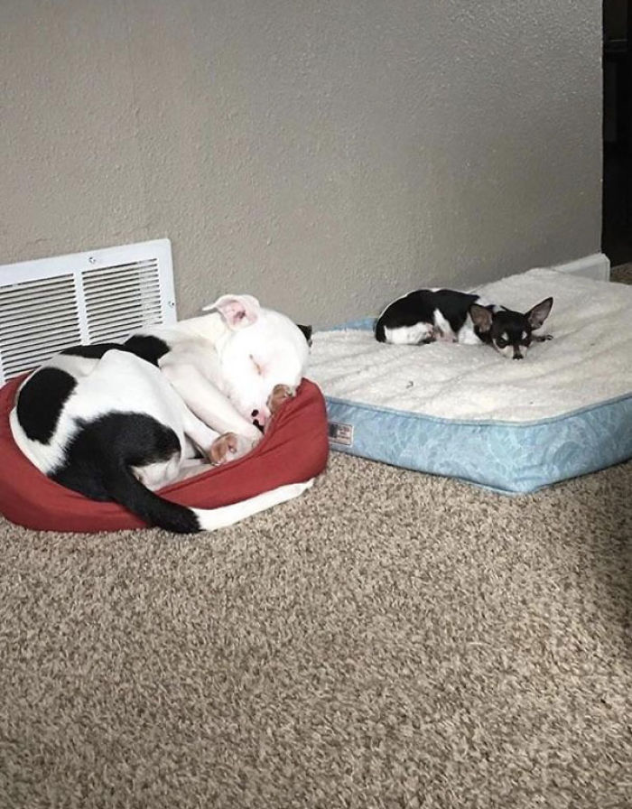 Funny Dogs Who Took Being Weird To A Whole Another Dimension Funny Dogs Who Took Being Weird To A Whole Another Dimension