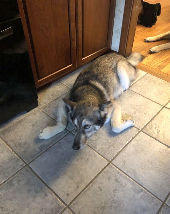 Funny Dogs Who Took Being Weird To A Whole Another Dimension Funny Dogs Who Took Being Weird To A Whole Another Dimension