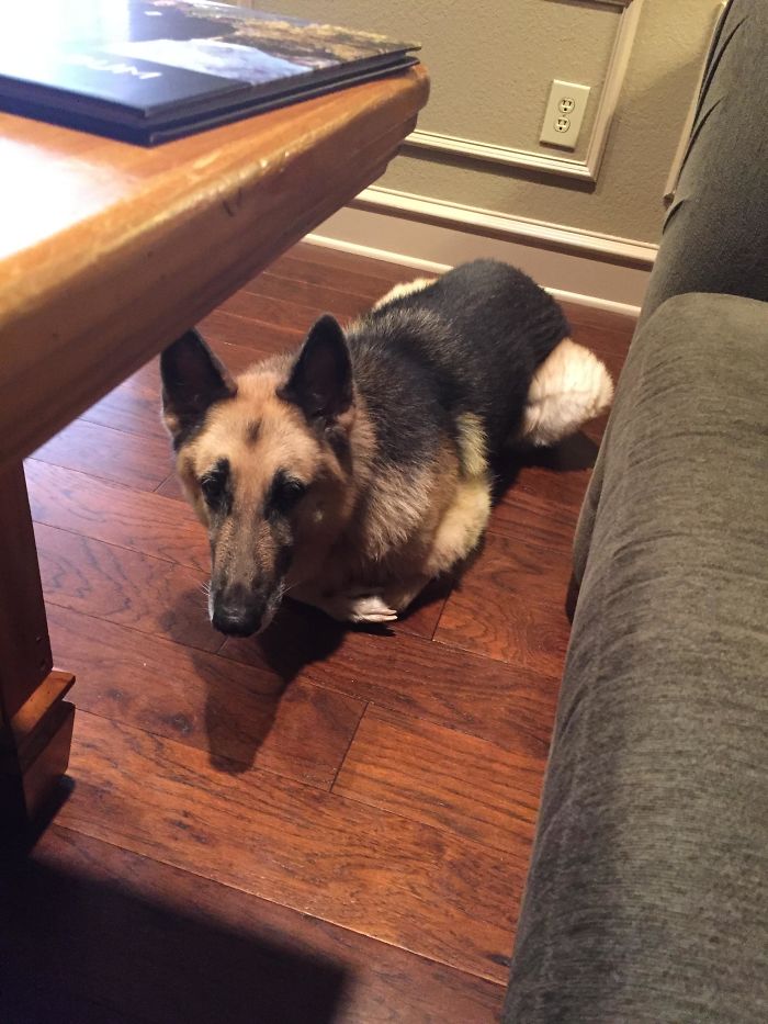 Funny Dogs Who Took Being Weird To A Whole Another Dimension Funny Dogs Who Took Being Weird To A Whole Another Dimension