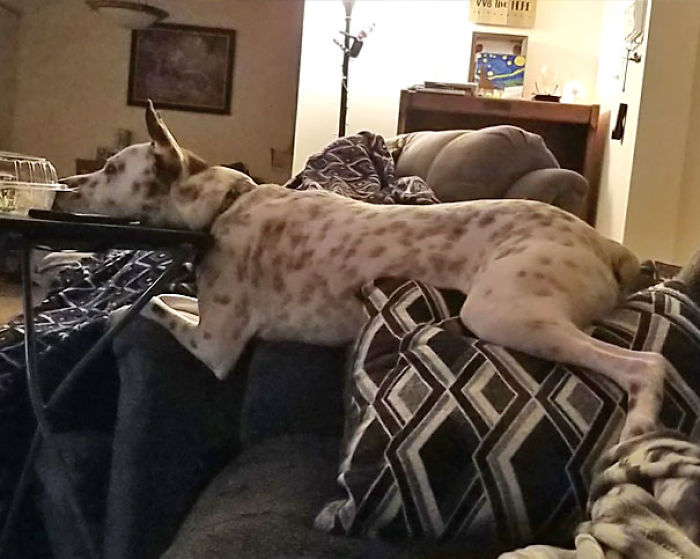 Funny Dogs Who Took Being Weird To A Whole Another Dimension Funny Dogs Who Took Being Weird To A Whole Another Dimension