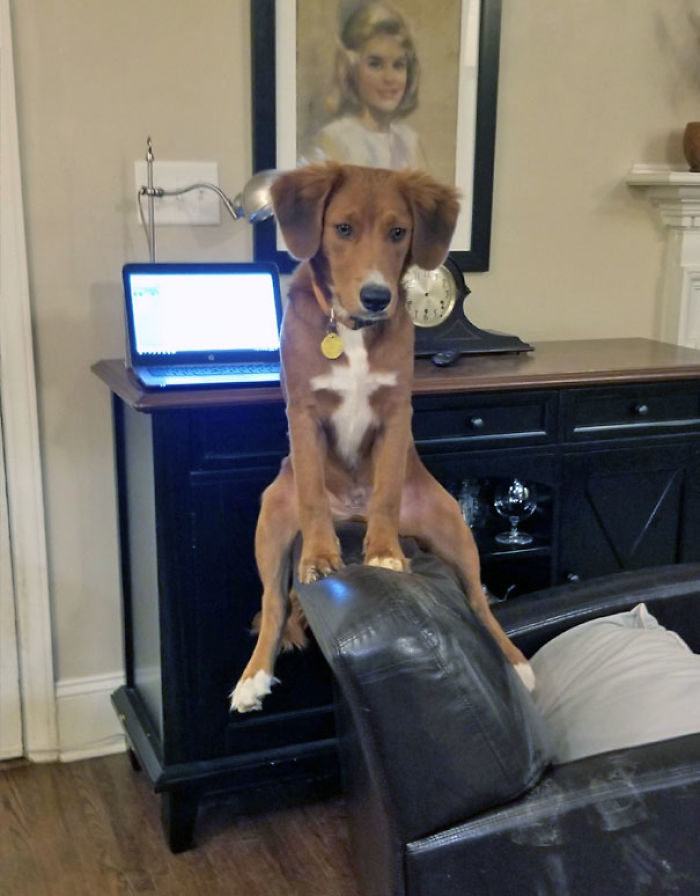 Funny Dogs Who Took Being Weird To A Whole Another Dimension Funny Dogs Who Took Being Weird To A Whole Another Dimension