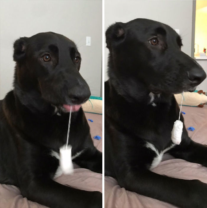 Funny Dogs Who Took Being Weird To A Whole Another Dimension Funny Dogs Who Took Being Weird To A Whole Another Dimension