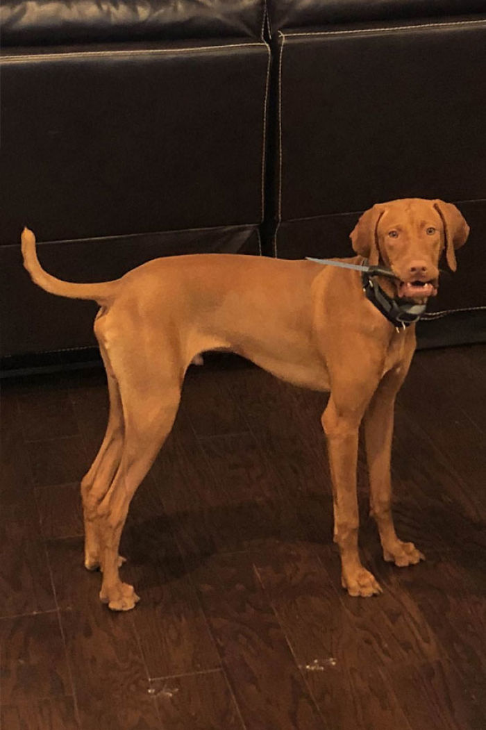 Funny Dogs Who Took Being Weird To A Whole Another Dimension Funny Dogs Who Took Being Weird To A Whole Another Dimension