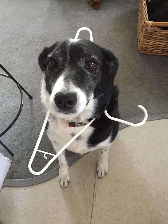 Funny Dogs Who Took Being Weird To A Whole Another Dimension Funny Dogs Who Took Being Weird To A Whole Another Dimension