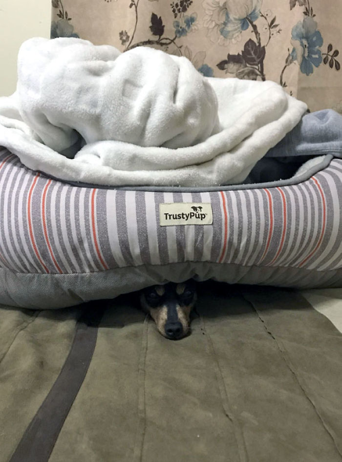 Funny Dogs Who Took Being Weird To A Whole Another Dimension Funny Dogs Who Took Being Weird To A Whole Another Dimension