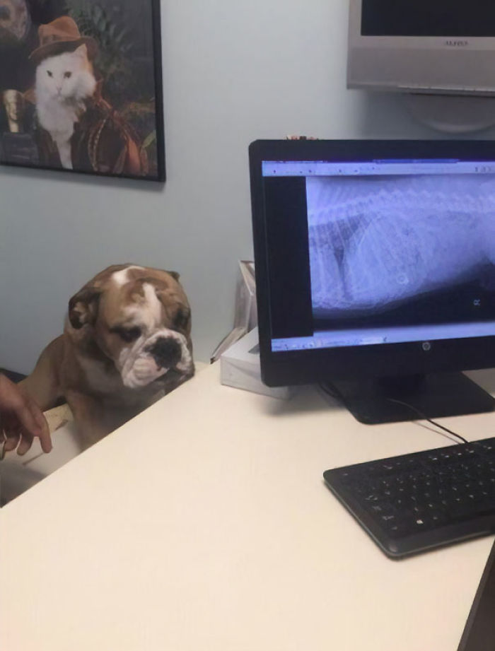 Funny Dogs Who Took Being Weird To A Whole Another Dimension Funny Dogs Who Took Being Weird To A Whole Another Dimension