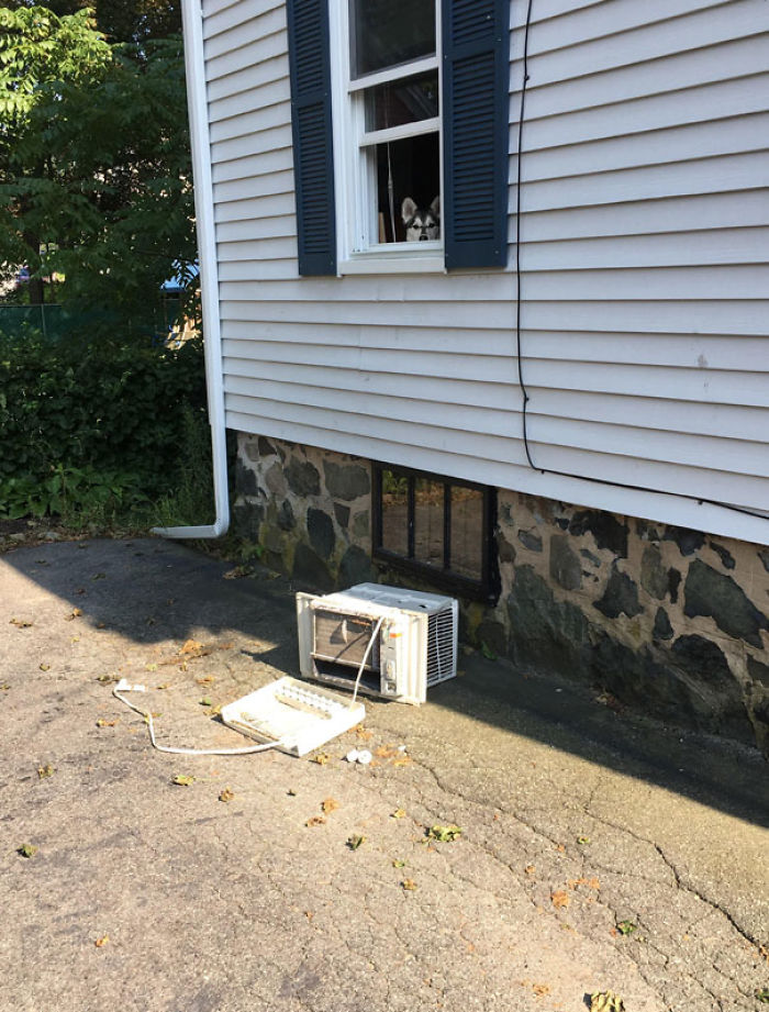 Funny Dogs Who Took Being Weird To A Whole Another Dimension Funny Dogs Who Took Being Weird To A Whole Another Dimension