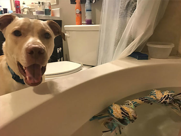 Funny Dogs Who Took Being Weird To A Whole Another Dimension Funny Dogs Who Took Being Weird To A Whole Another Dimension