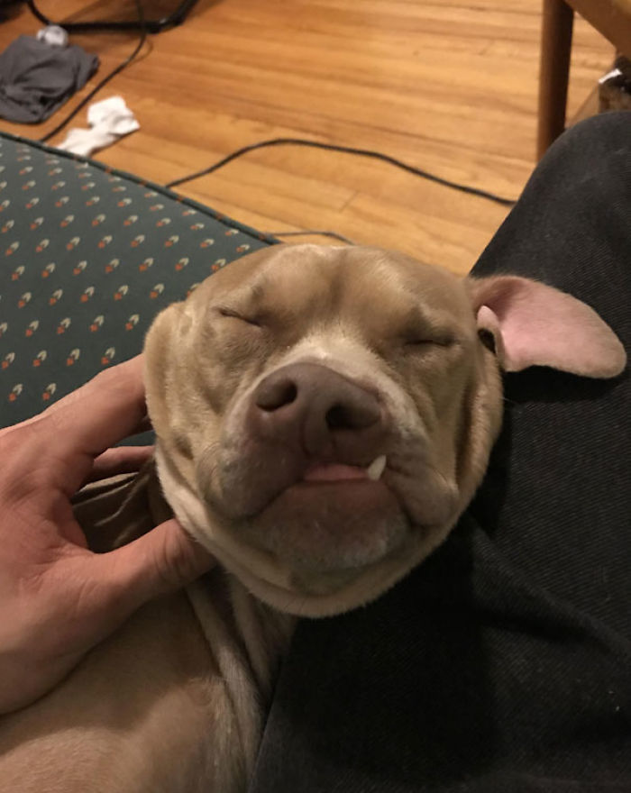 Funny Dogs Who Took Being Weird To A Whole Another Dimension Funny Dogs Who Took Being Weird To A Whole Another Dimension