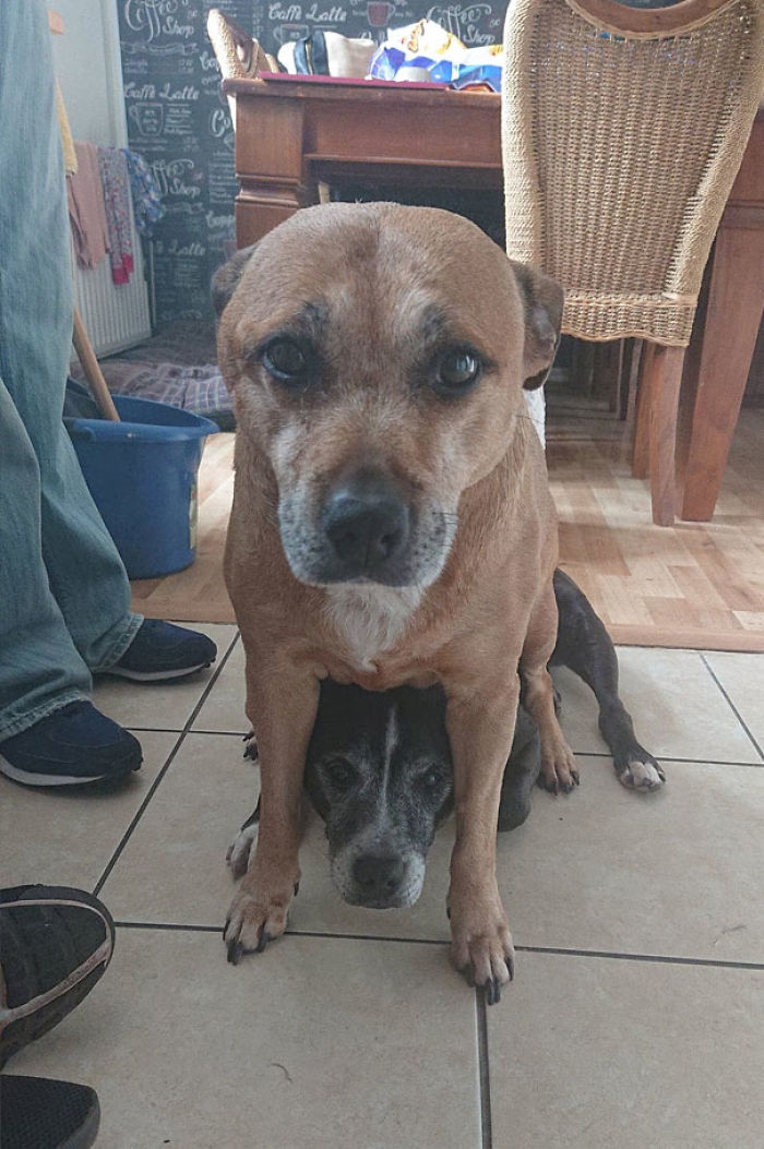 Funny Dogs Who Took Being Weird To A Whole Another Dimension Funny Dogs Who Took Being Weird To A Whole Another Dimension