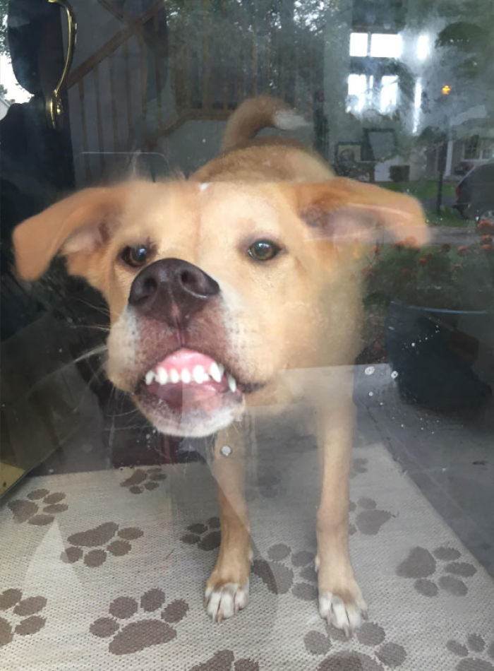 Funny Dogs Who Took Being Weird To A Whole Another Dimension Funny Dogs Who Took Being Weird To A Whole Another Dimension