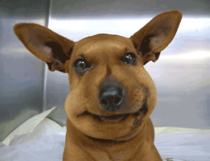 Funny Dogs Who Took Being Weird To A Whole Another Dimension Funny Dogs Who Took Being Weird To A Whole Another Dimension