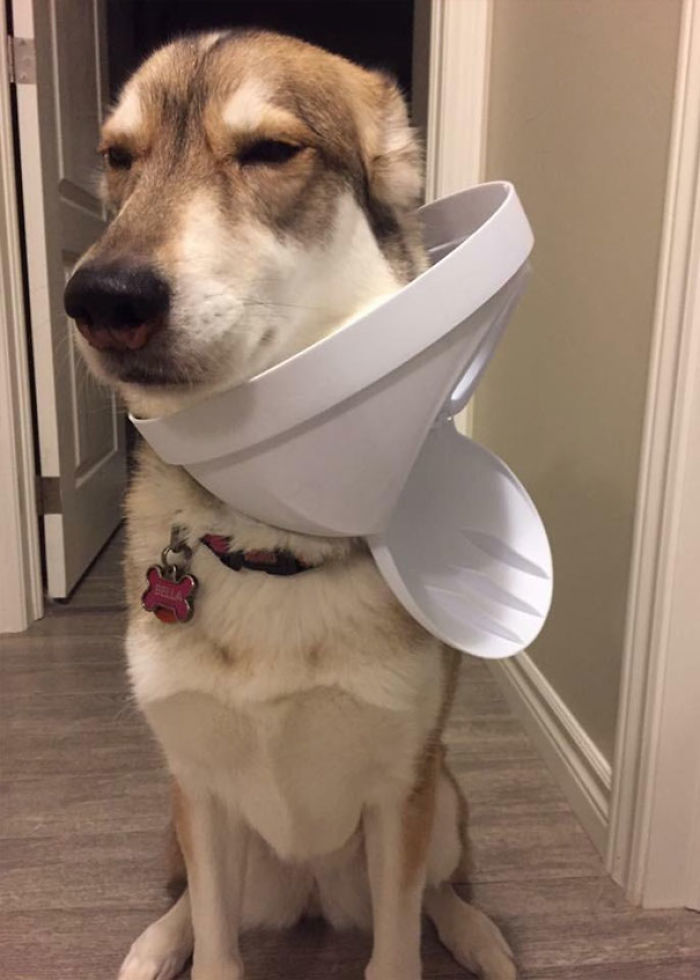 Funny Dogs Who Took Being Weird To A Whole Another Dimension Funny Dogs Who Took Being Weird To A Whole Another Dimension