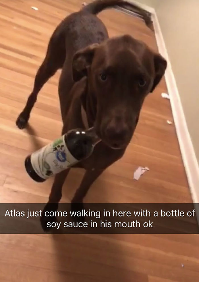 Funny Dogs Who Took Being Weird To A Whole Another Dimension Funny Dogs Who Took Being Weird To A Whole Another Dimension