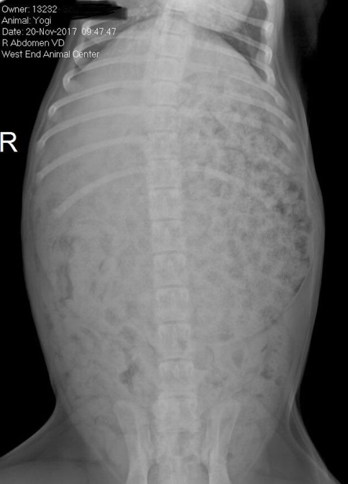 Funny Dogs Who Took Being Weird To A Whole Another Dimension Funny Dogs Who Took Being Weird To A Whole Another Dimension