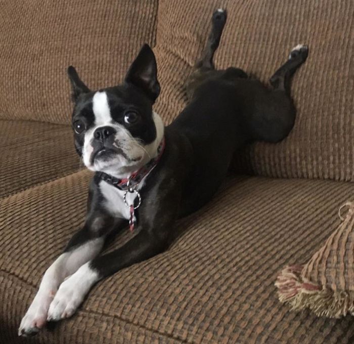 Funny Dogs Who Took Being Weird To A Whole Another Dimension Funny Dogs Who Took Being Weird To A Whole Another Dimension