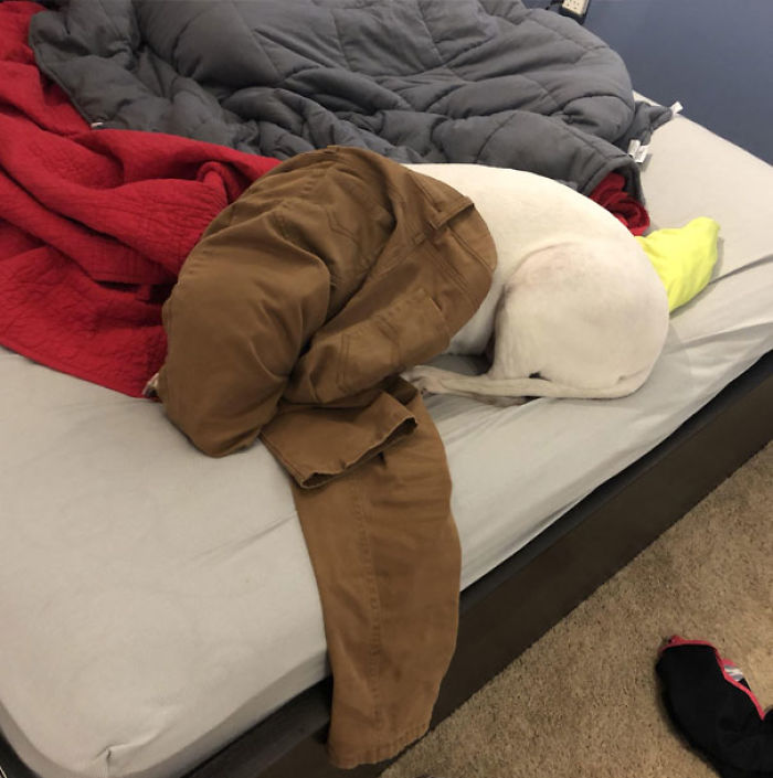 Funny Dogs Who Took Being Weird To A Whole Another Dimension Funny Dogs Who Took Being Weird To A Whole Another Dimension