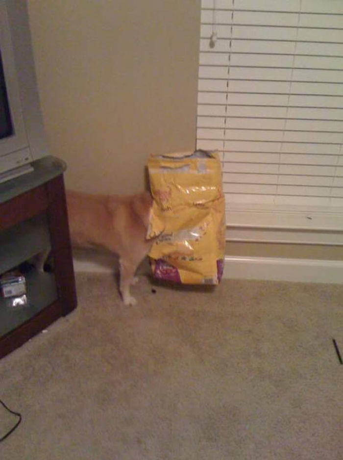 Funny Dogs Who Took Being Weird To A Whole Another Dimension Funny Dogs Who Took Being Weird To A Whole Another Dimension