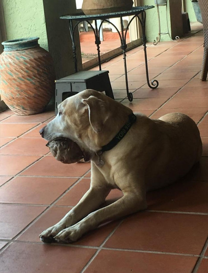 Funny Dogs Who Took Being Weird To A Whole Another Dimension Funny Dogs Who Took Being Weird To A Whole Another Dimension