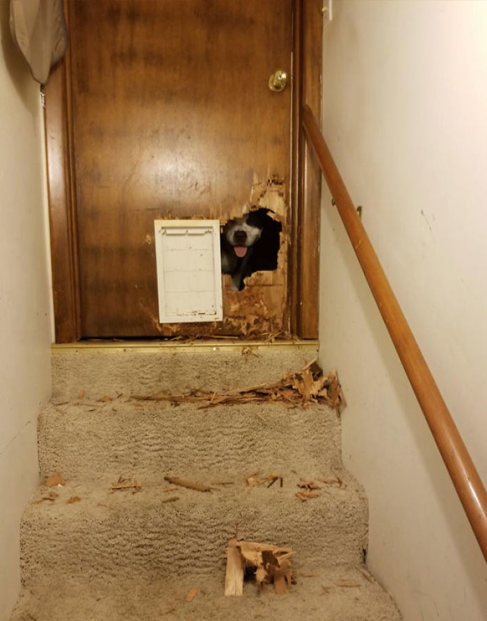 Funny Dogs Who Took Being Weird To A Whole Another Dimension Funny Dogs Who Took Being Weird To A Whole Another Dimension