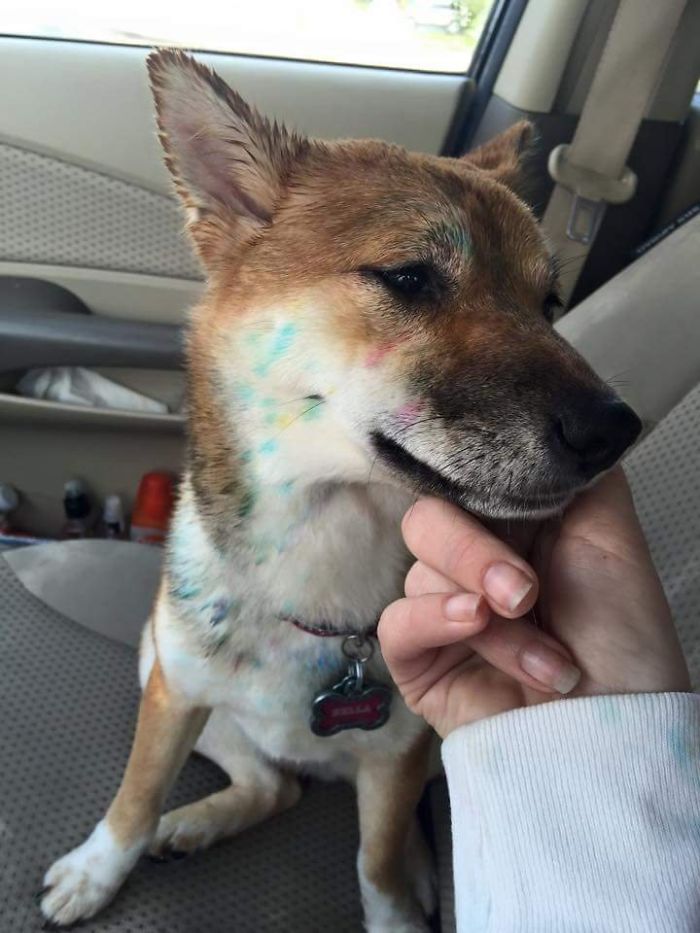 Funny Dogs Who Took Being Weird To A Whole Another Dimension Funny Dogs Who Took Being Weird To A Whole Another Dimension