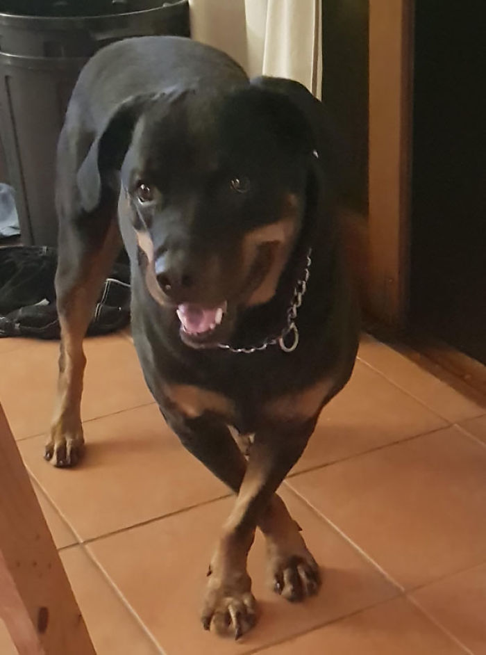 Funny Dogs Who Took Being Weird To A Whole Another Dimension Funny Dogs Who Took Being Weird To A Whole Another Dimension