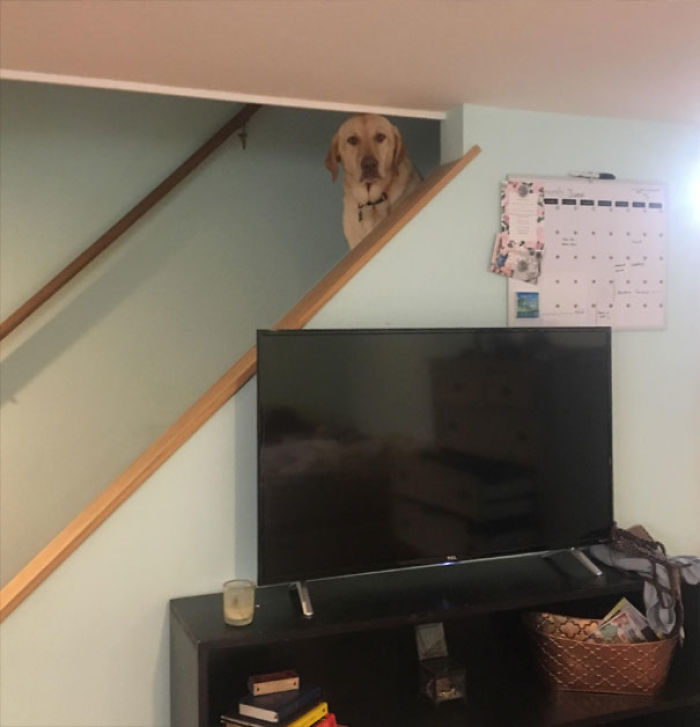 Funny Dogs Who Took Being Weird To A Whole Another Dimension Funny Dogs Who Took Being Weird To A Whole Another Dimension