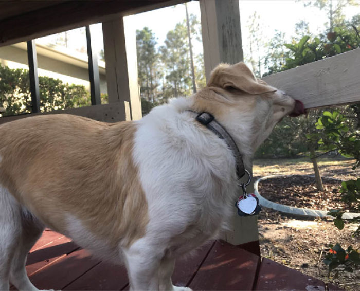 Funny Dogs Who Took Being Weird To A Whole Another Dimension Funny Dogs Who Took Being Weird To A Whole Another Dimension