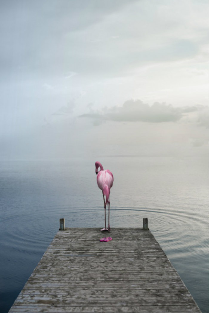 Artist Uses Digital Manipulation To Show How Animals Act When People Are Not Watching (30 Pics) Artist Uses Digital Manipulation To Show How Animals Act When People Are Not Watching (30 Pics)